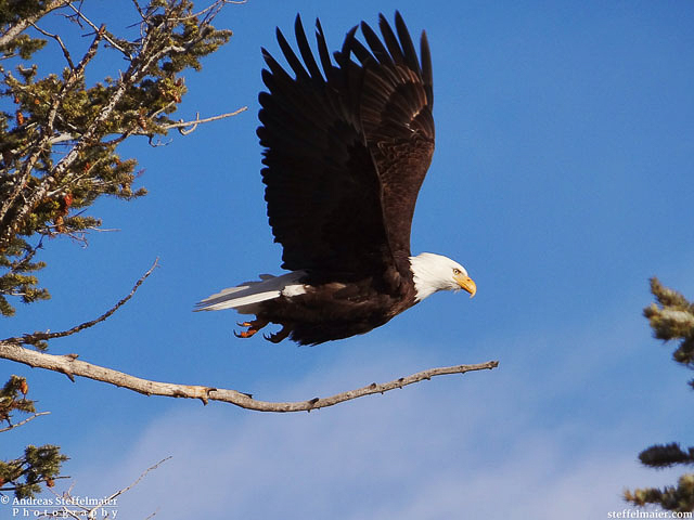 steffelmaier_eagle_tn