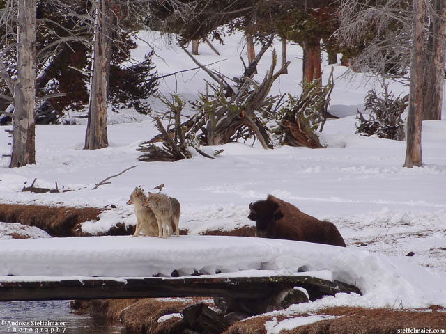 steffelmaier_mutual_unconcern_tn