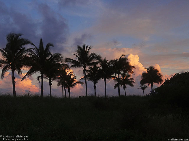 steffelmaier_palms_tn