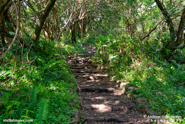 Andreas Steffelmaier Photography Jungle Pathways